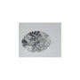 1.56 ct Oval Lab-Grown Diamond – D VVS1 – Faceted Cut – IGI Certified — Sapphire Row