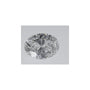 0.55 ct Oval Lab-Grown Diamond – D VVS1 – Faceted Cut – IGI Certified — Sapphire Row