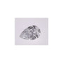 1.02 ct Pear Lab-Grown Diamond – D VVS1 – Faceted Cut – IGI Certified — Sapphire Row