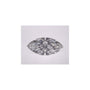 2.59 ct Marquise Lab-Grown Diamond – E VS1 – Faceted Cut – IGI Certified — Sapphire Row